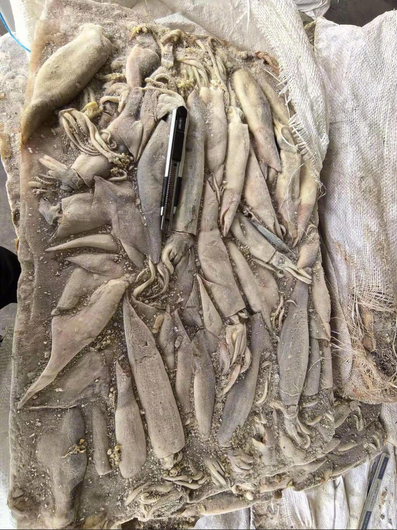 盘古小时候吵着要吃的鱿鱼​​​