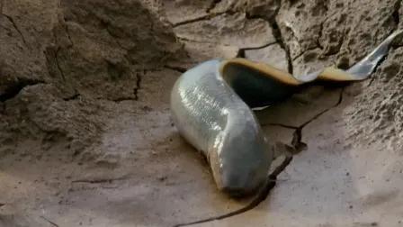 有一种鱼，不需要水也能存活三五年，已经在地球上生存了4亿年，是蛰伏在泥土中的活化