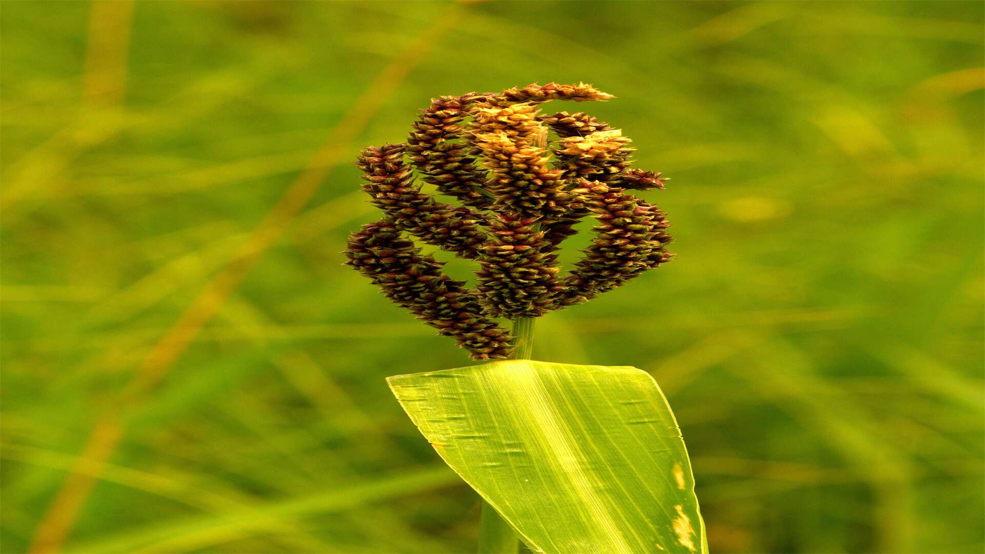 辣椒招了烟青虫咋处理? 烟青虫肆虐, 生物药剂物理方法除!