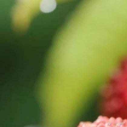 荔枝的种植方法一、土壤荔枝树在温暖地区中黏土中生长会更好，它对土壤的要求并不高，