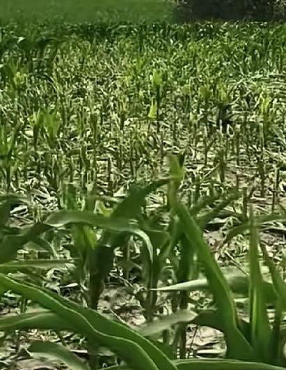 近日，黑龙江庆安，当地一名农户发现自家中的20多亩玉米地被人恶意割毁！农户说