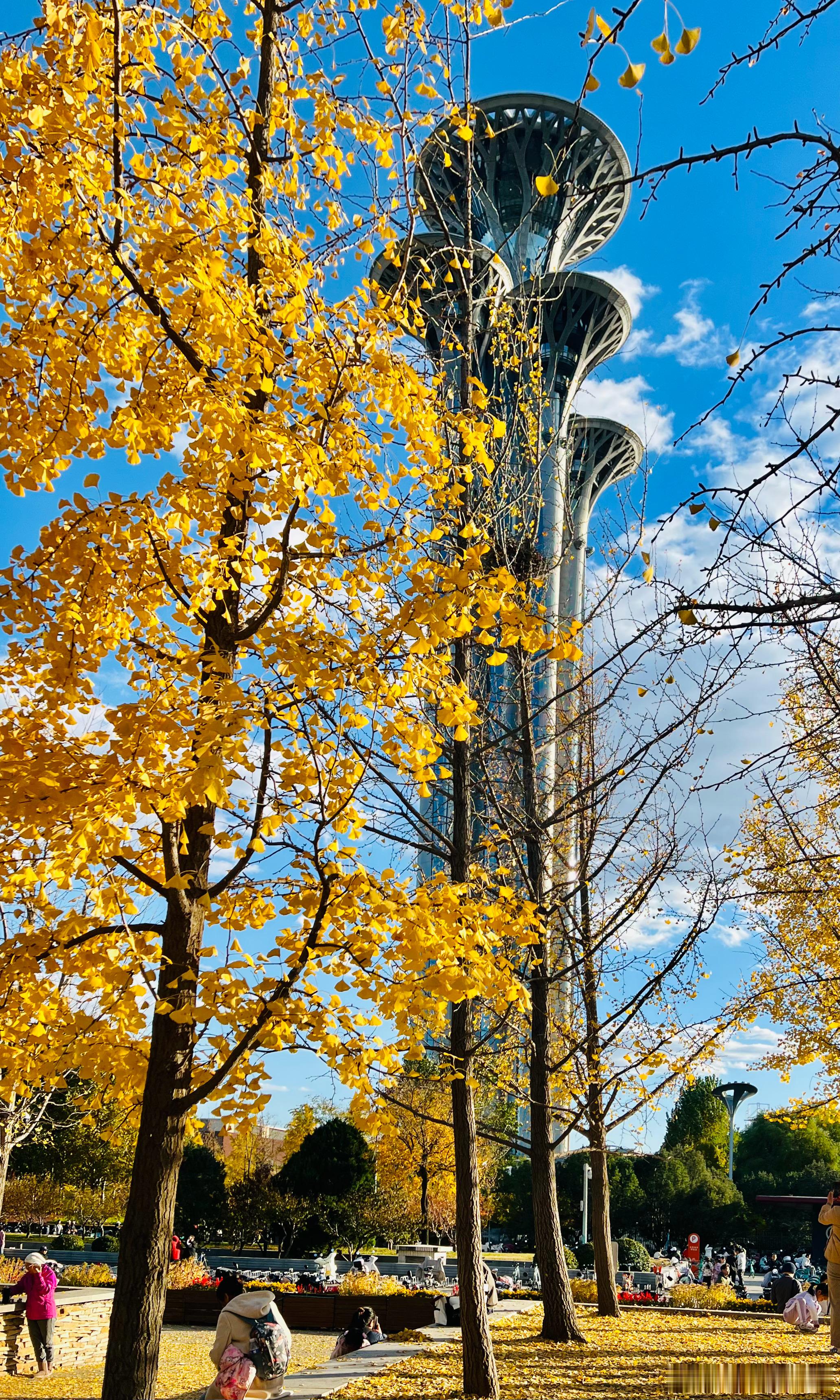 奥森南园 蓝天白云银杏黄北京你好摄影​​​