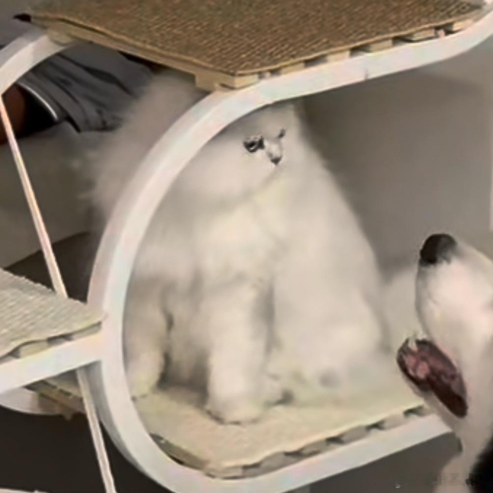 杨家人养猫有力气