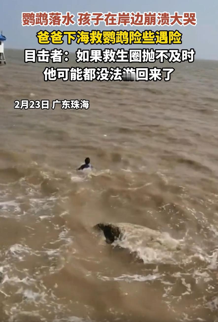 可怜天下父母心！广东珠海，一位父亲带着孩子去海边，谁知宠物鹦鹉突然落水，孩子当场