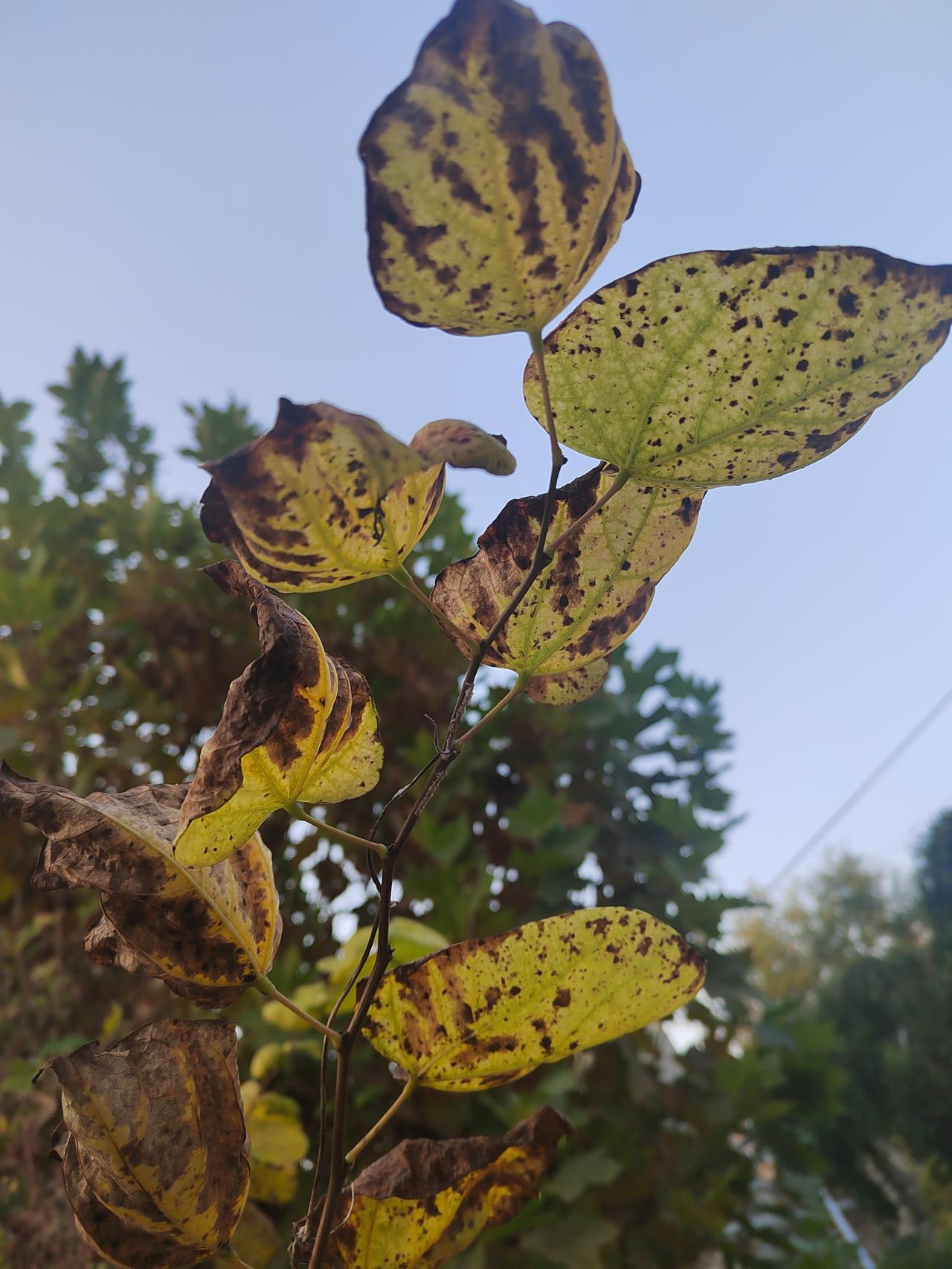 这几天气温明显下降，只有中午出太阳时尚有些许的暖意。几天没回老家，突然感觉满目