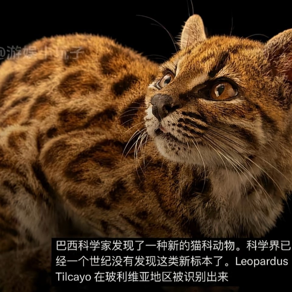 国外生物学家百年来首次发现了一种全新的猫科动物，它比家猫更小，但是有着类似于豹子的斑点，生物学家结合