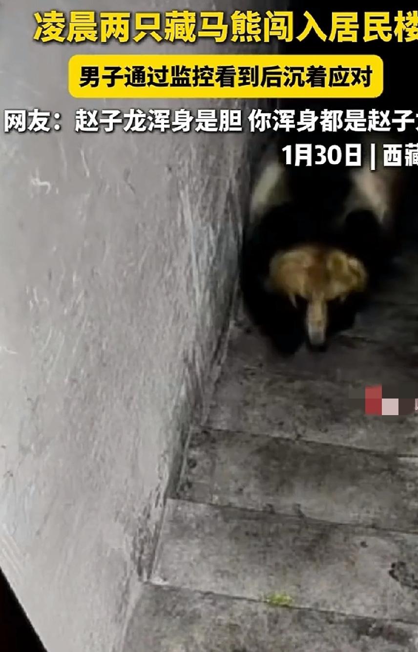 1月30日，西藏那曲。两头藏马熊深夜造访人类居住区。凌晨三点许，熊大熊二进入了一