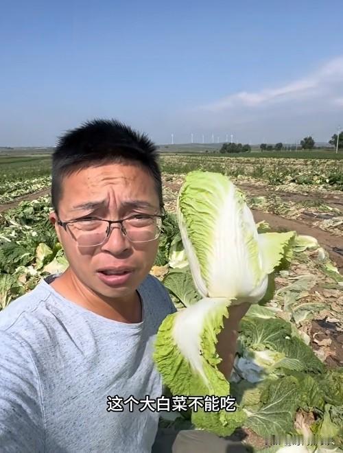 对于甲醛白菜问题，作为河北人，我有话要说！这两天网上一些不明真相的大v口诛笔伐，