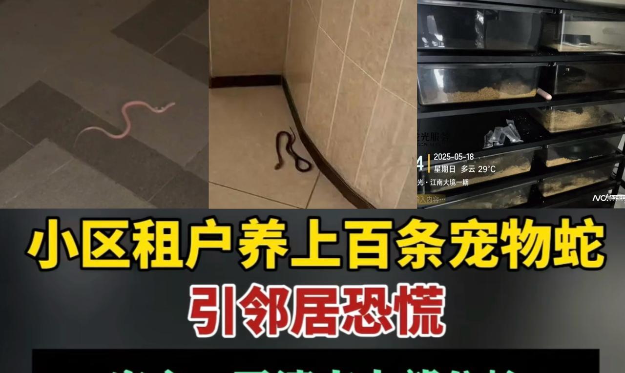 恐怖，东莞长安镇某小区，小伙子租房在25楼养100多条蛇，不少蛇都爬出来了，吓得