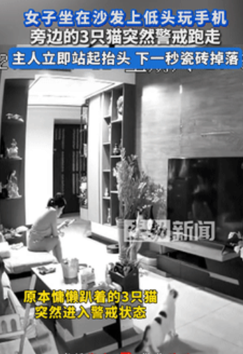 3只猫原本慵懒的趴在地上，但不知为何，它们同时从地上站了起来，幸好……