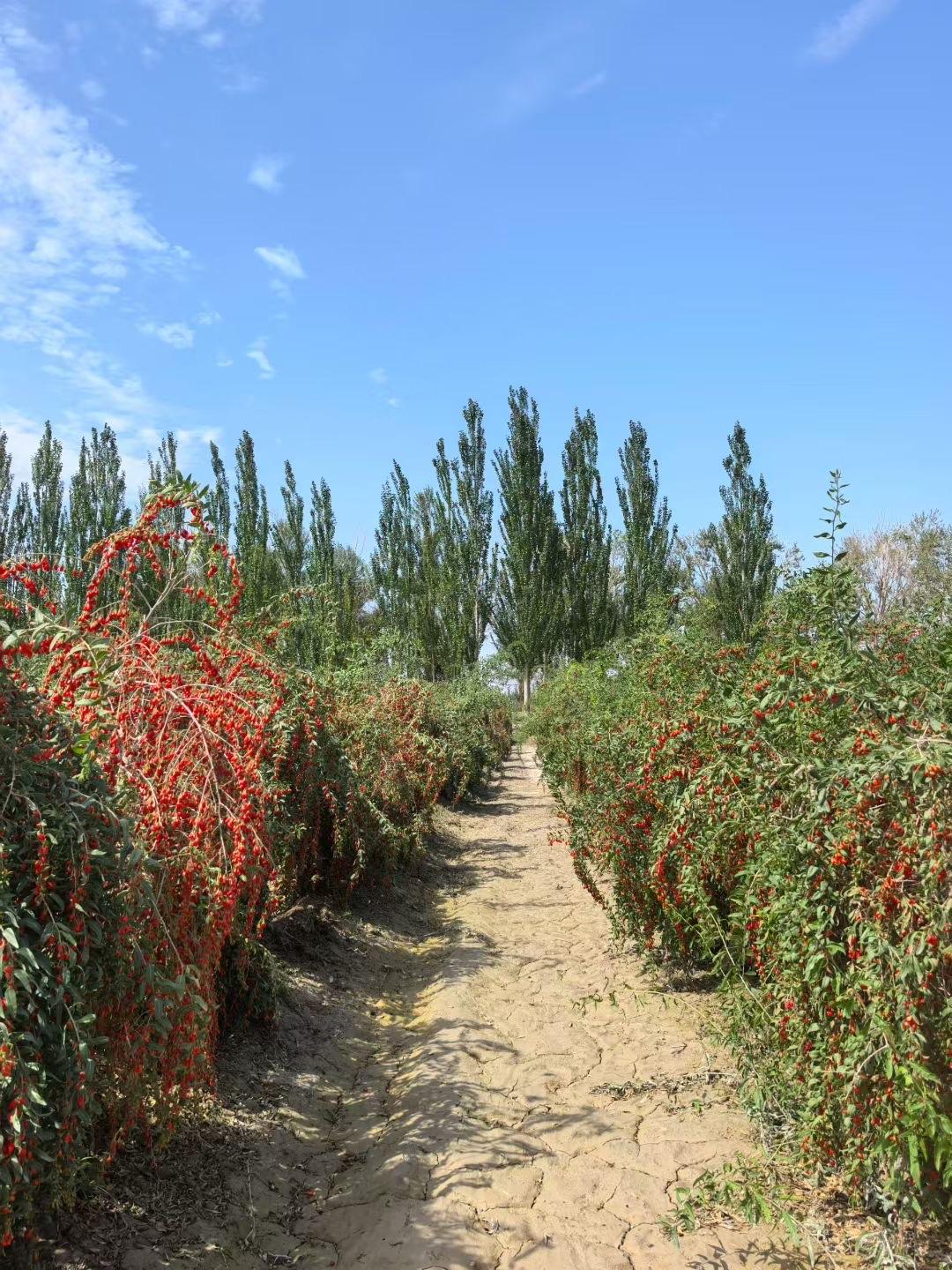 原来，枸杞就是长在像树一样的植物上头今天，我算是知道了，现在想起来，自己之