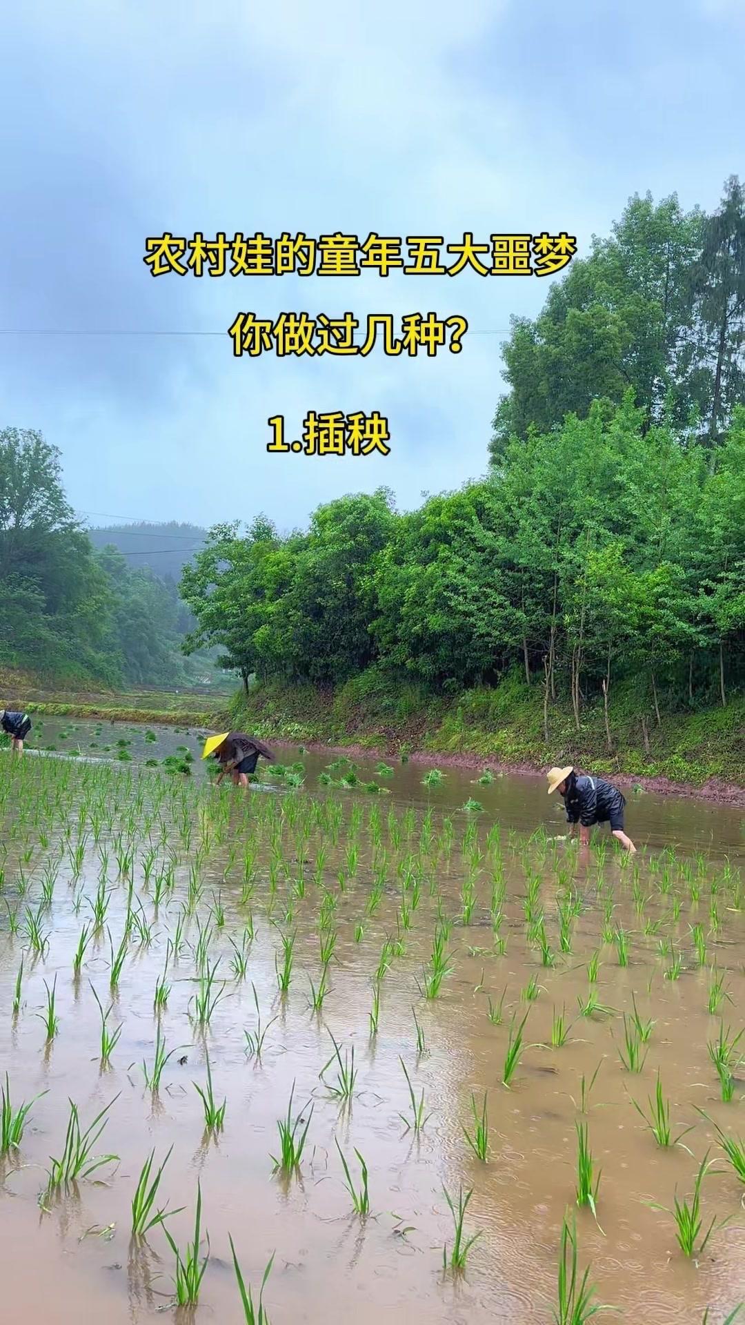 小时候总觉得日子苦，放学回家就是农活连轴转：插秧、打谷子、割猪草、喂猪、砍柴、放