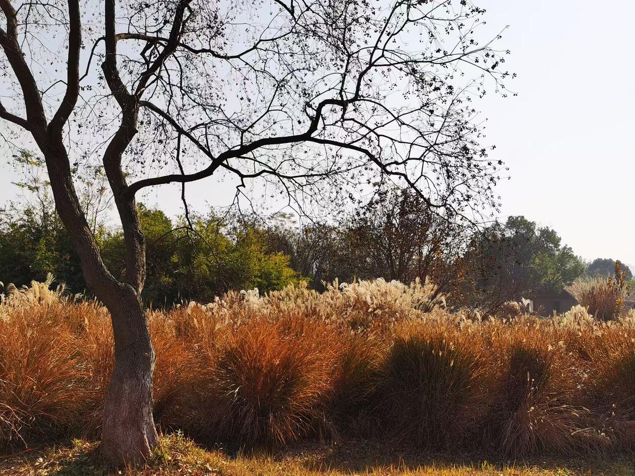 “心太软难发财，无情方能破局”，这话真有道理。心软的人，往往在该决断时犹豫，在