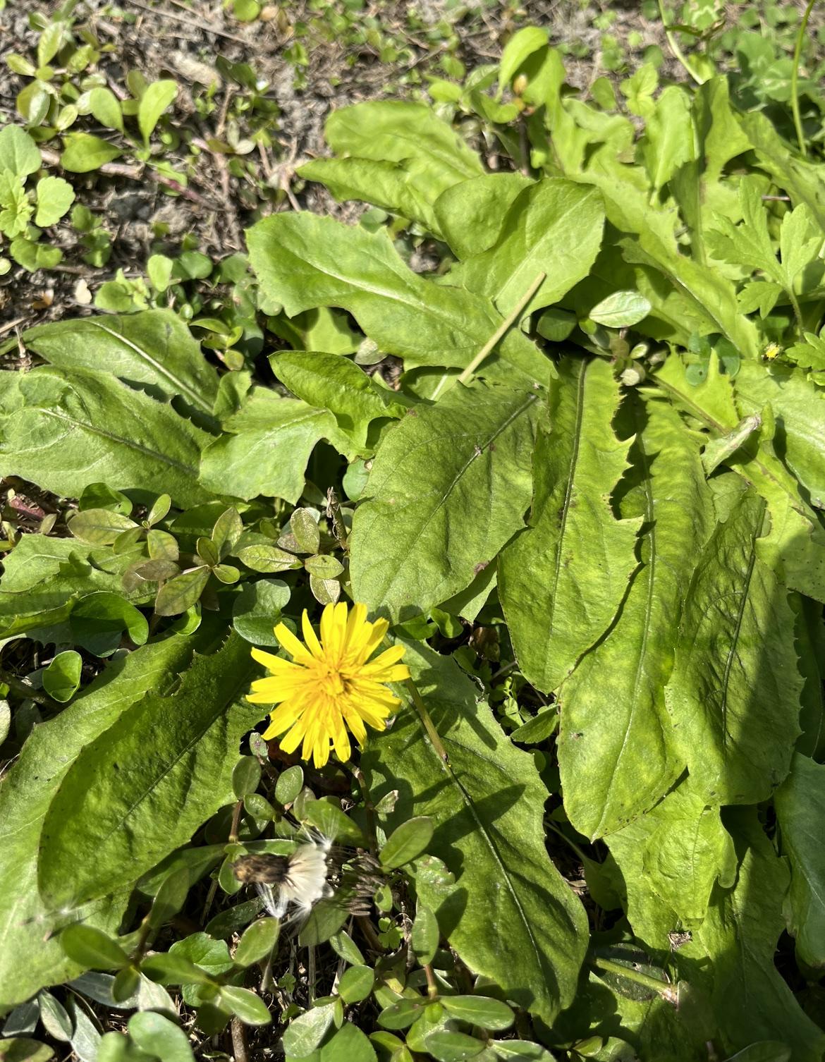 都给我看笑了！真是嘴巴两张皮，横竖都是理，为了不给女儿财产，正反都是有理！家