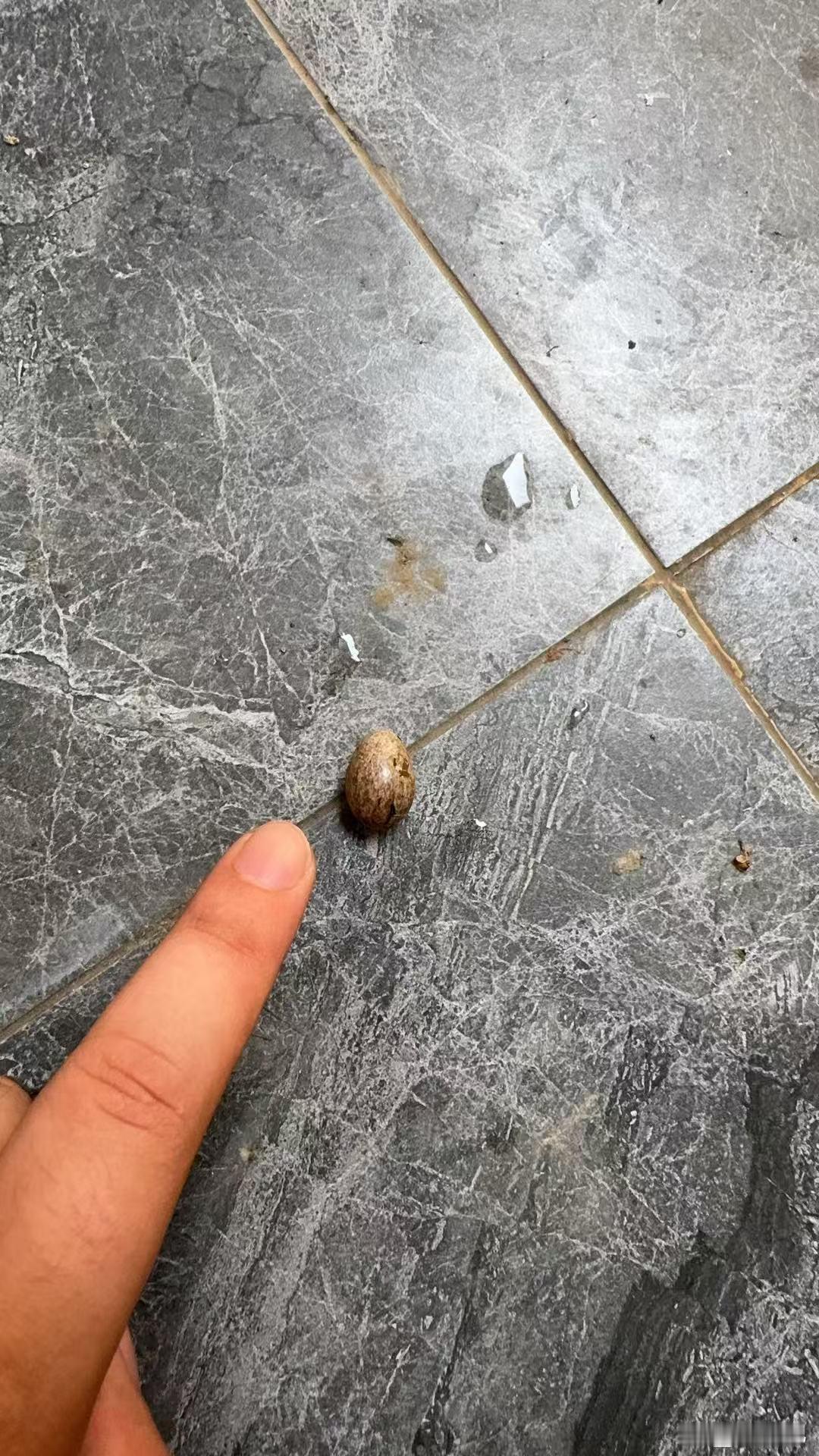 这是鸟蛋还是蛇蛋？卫生间捡的