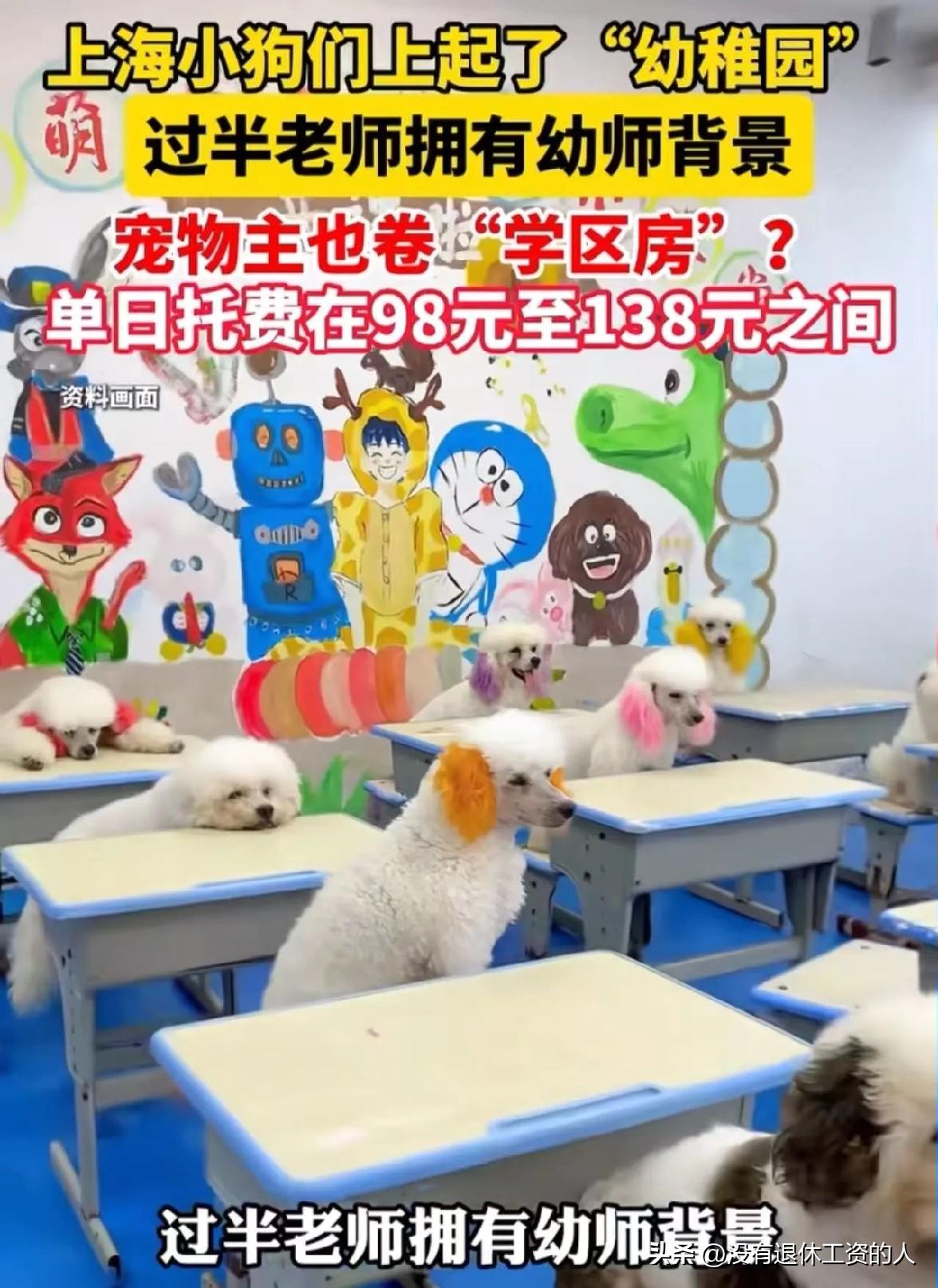 现在的世界太疯狂了，人活的不如狗，狗活的超过了人！上海的小狗们，居然上起了幼