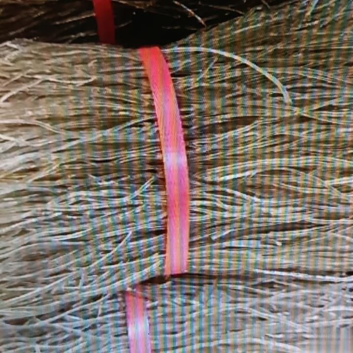 之前买粉条老是怕买到有胶的，后来知道个超简单的办法，火一烧就知道粉条有无胶，学会