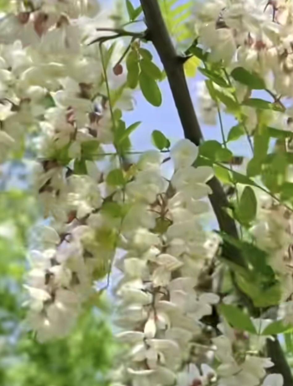 教你蒸槐花，松散不粘坨，香到舔盘！路边的槐花都开了，这可是咱春天独有的鲜味