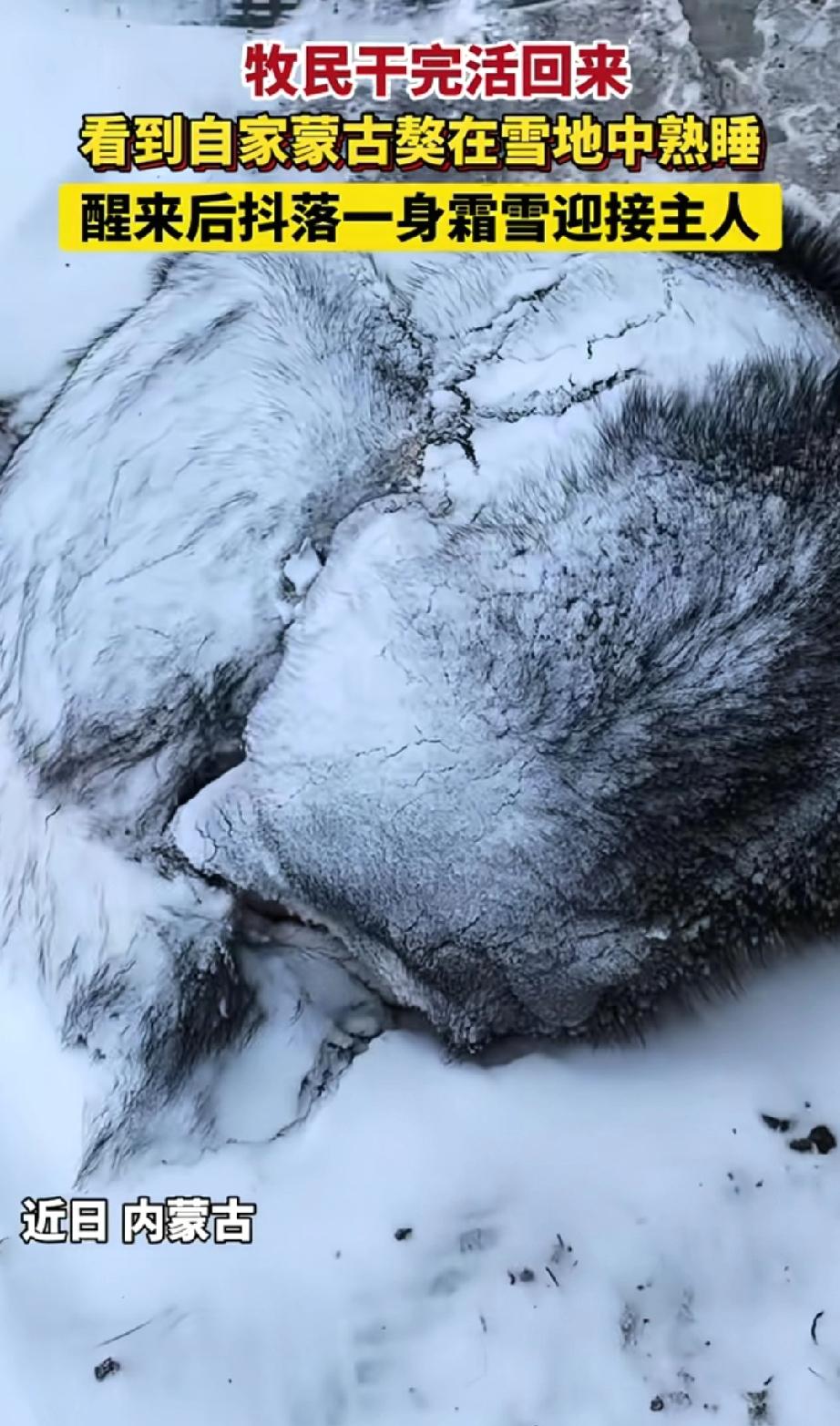 太有灵性了！内蒙古，一位牧民女子外出干活，结果因为大雪封路，回来时已经快到晚上，