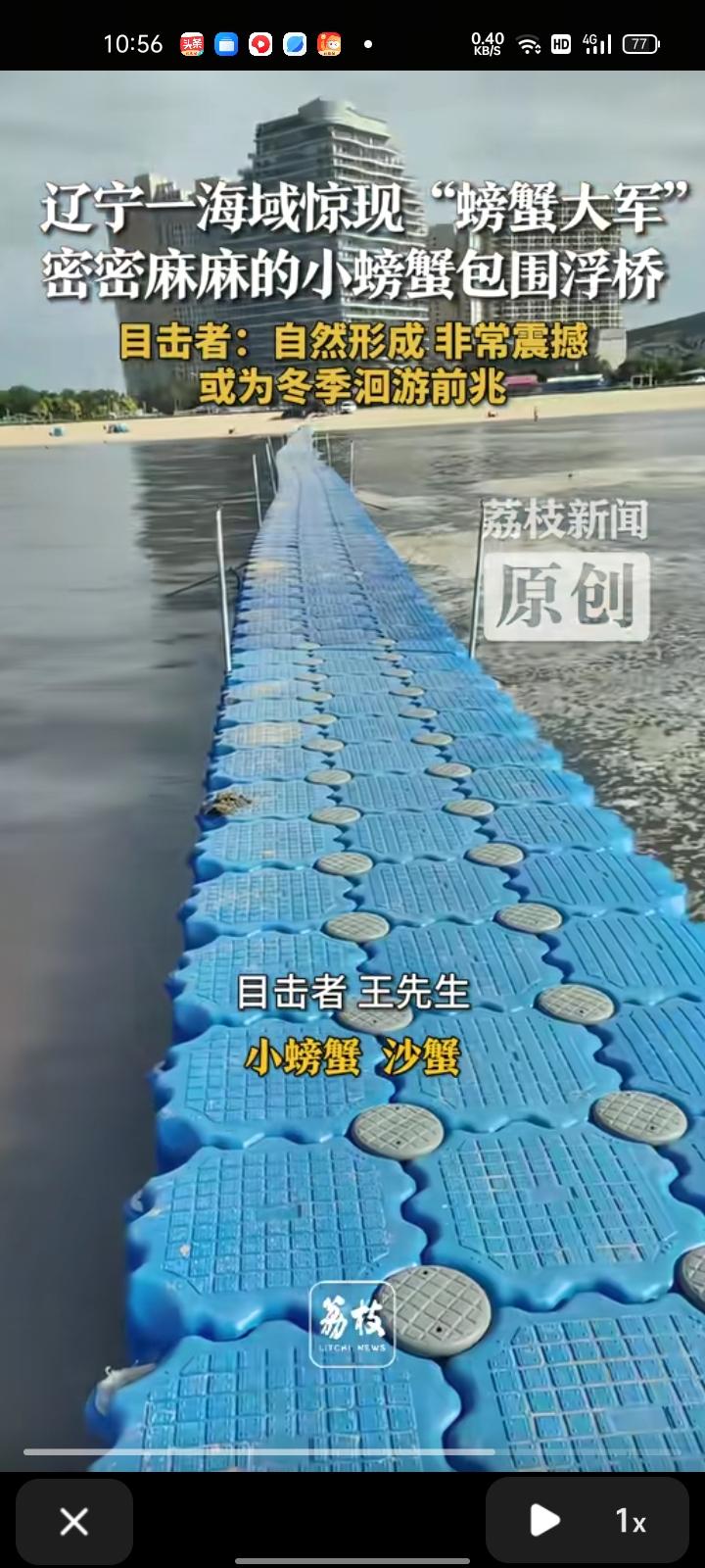 9月8日，辽宁营口。男子发视频表示，在海域上出现“螃蟹大军”，密密麻麻的小螃蟹包