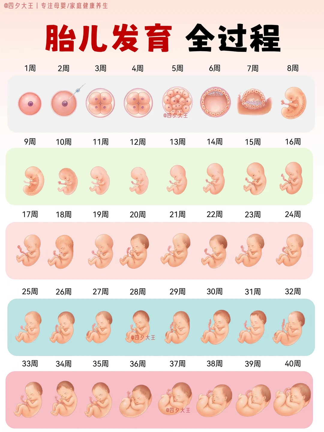 怀孕1-40周，胎儿每周👉发育进度图