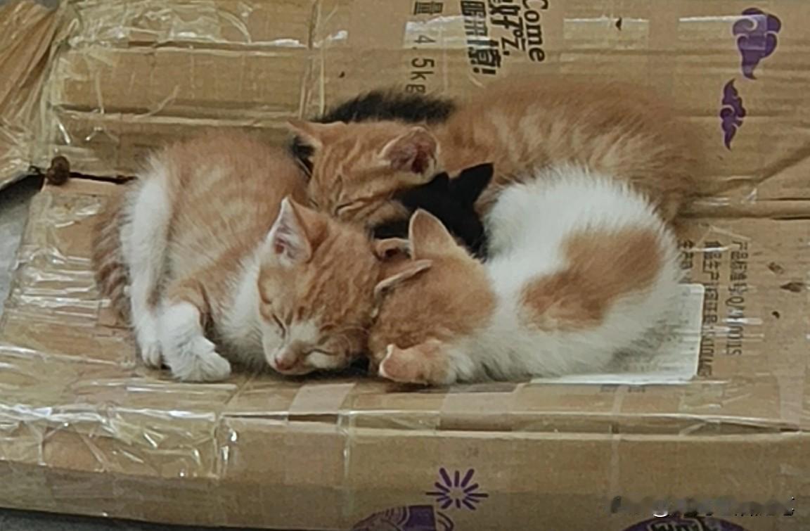 气血不足的姐妹快看！学猫一样生活，9个小技巧养出好脸色家人们，气血是女人的