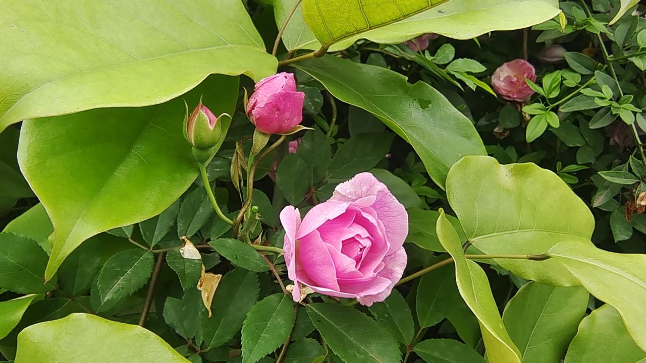 敏昂莱将任缅甸新总统。据外媒报道，缅甸新一届联邦议会人民院昨天召开会议，巩发党