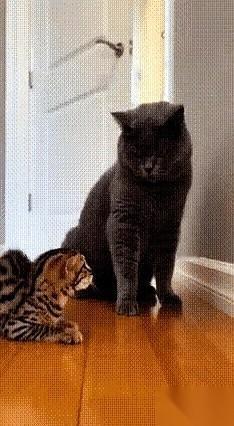 蓝猫的爪子刚收回去，小猫“嗷”一嗓子就炸了。下一秒，猫妈跟阵风似的从里屋冲出来