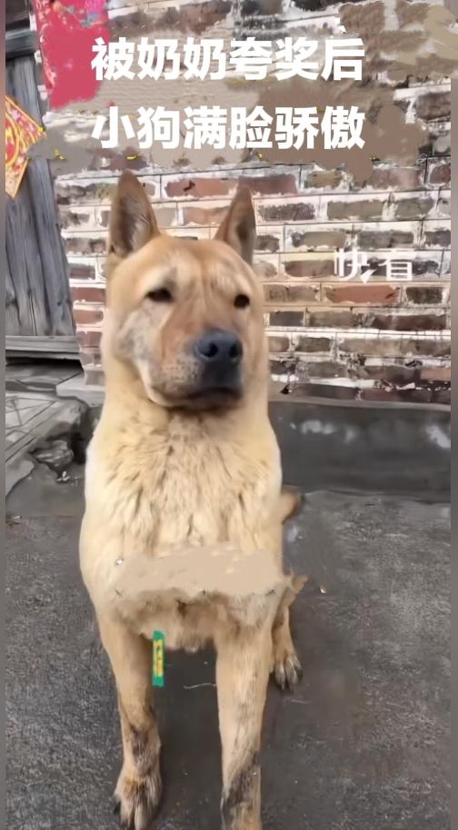 第一次在狗狗脸上看见满满的骄傲感生活里总有一些不经意的小瞬间，看完让人忍不