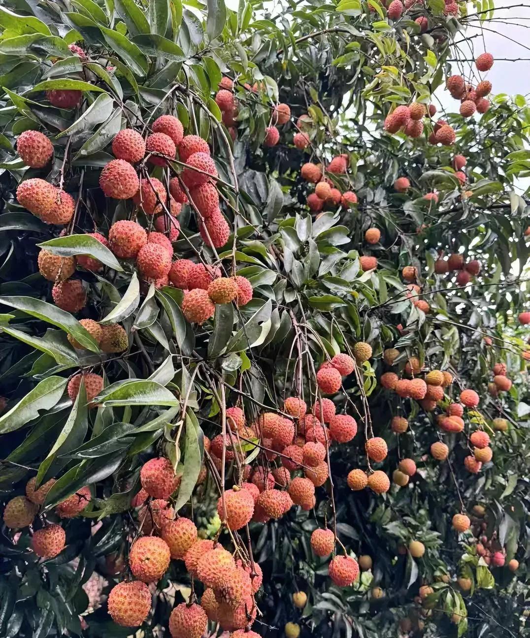 《河图》的奇妙之处1、阴阳平衡：白点（阳数1/3/5/7/9）总和25，黑点（