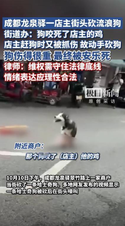 “太残忍了！”10月14日四川成都，一条流浪狗闯进沿街一家商铺，咬死了店主的鸡，
