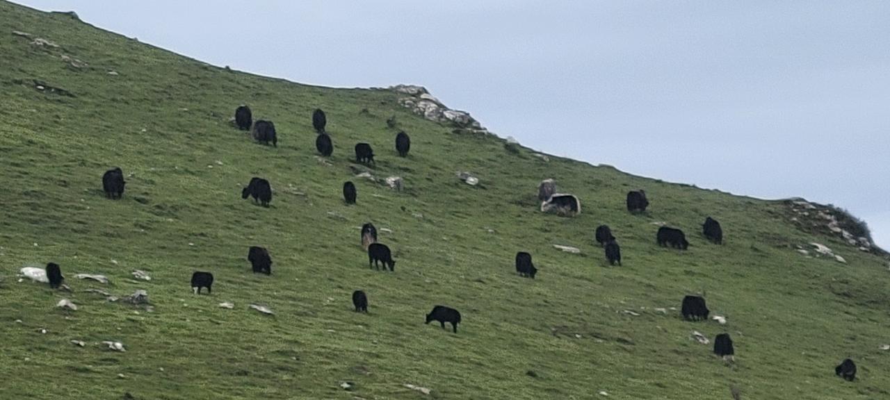 高原之舟一一牦牛，是高原力量与美的象征。
