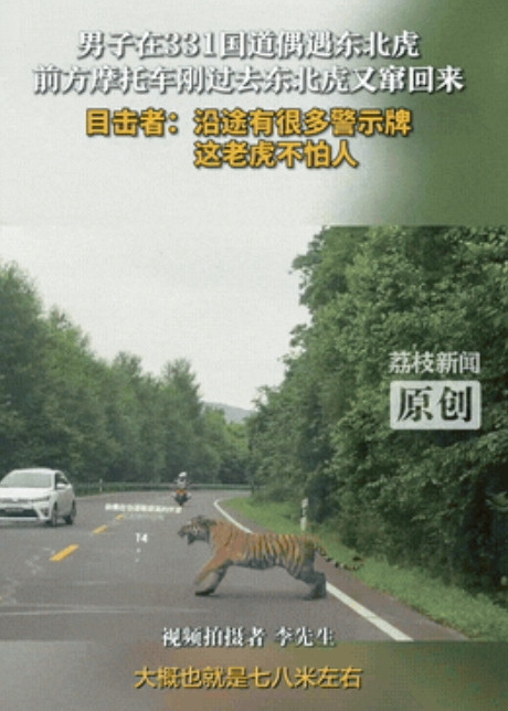 惊魂一刻！一男子在吉林的311国道上正常行驶，突然旁边跑出来一只东北虎，这东北虎
