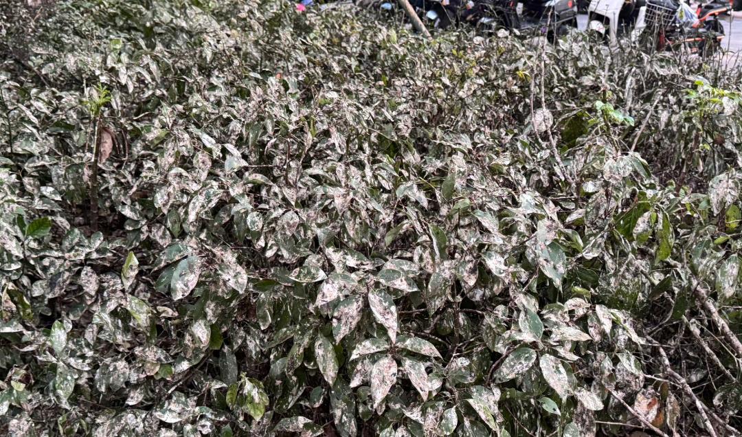 佛山顺德有个小区和周边街道可被一场突如其来的“鸟屎雨”搅得热闹非凡。每天傍晚六点