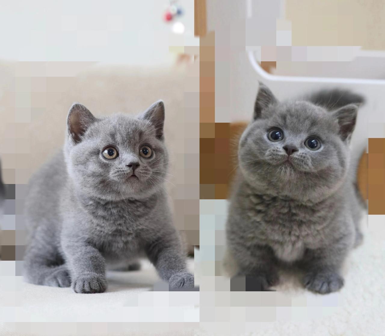 看虐猫新闻浑身发毛！对养猫人来说，它们从来不是“宠物”刷到虐