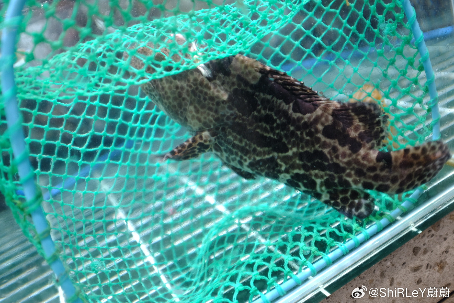 今天我们坐了一个半小时火车🚄从青岛到达威海。到了以后先吃顿海鲜大餐，巧克力渔家