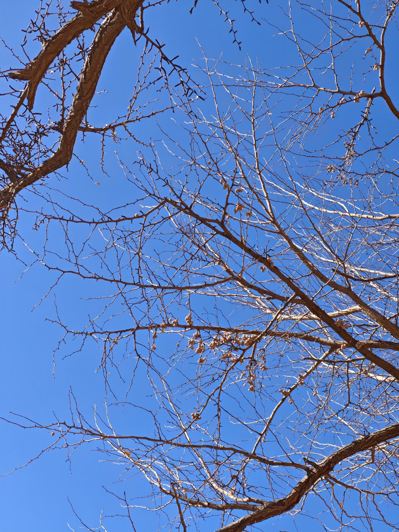 头顶湛蓝，脚踏金黄。