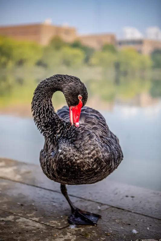 泪目！南工大网红黑天鹅被撞身亡，司机一句