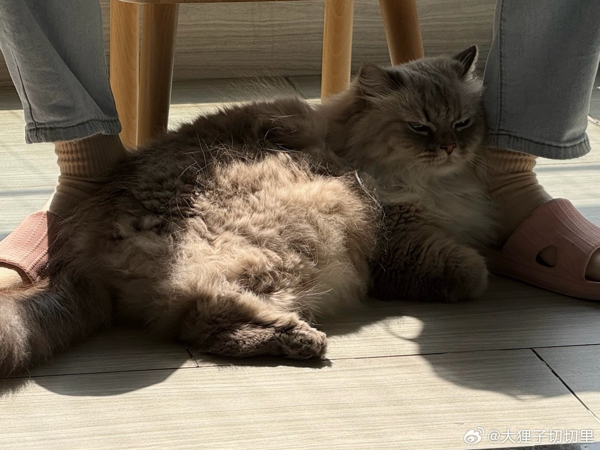 爱晒太阳的小猫咪