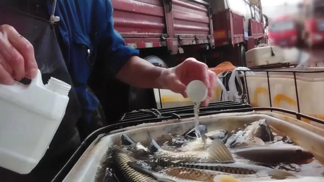 央视紧急曝光！活鱼居然也能造假！😱你在市场买的“鲜活鱼”，可能全是麻醉鱼。