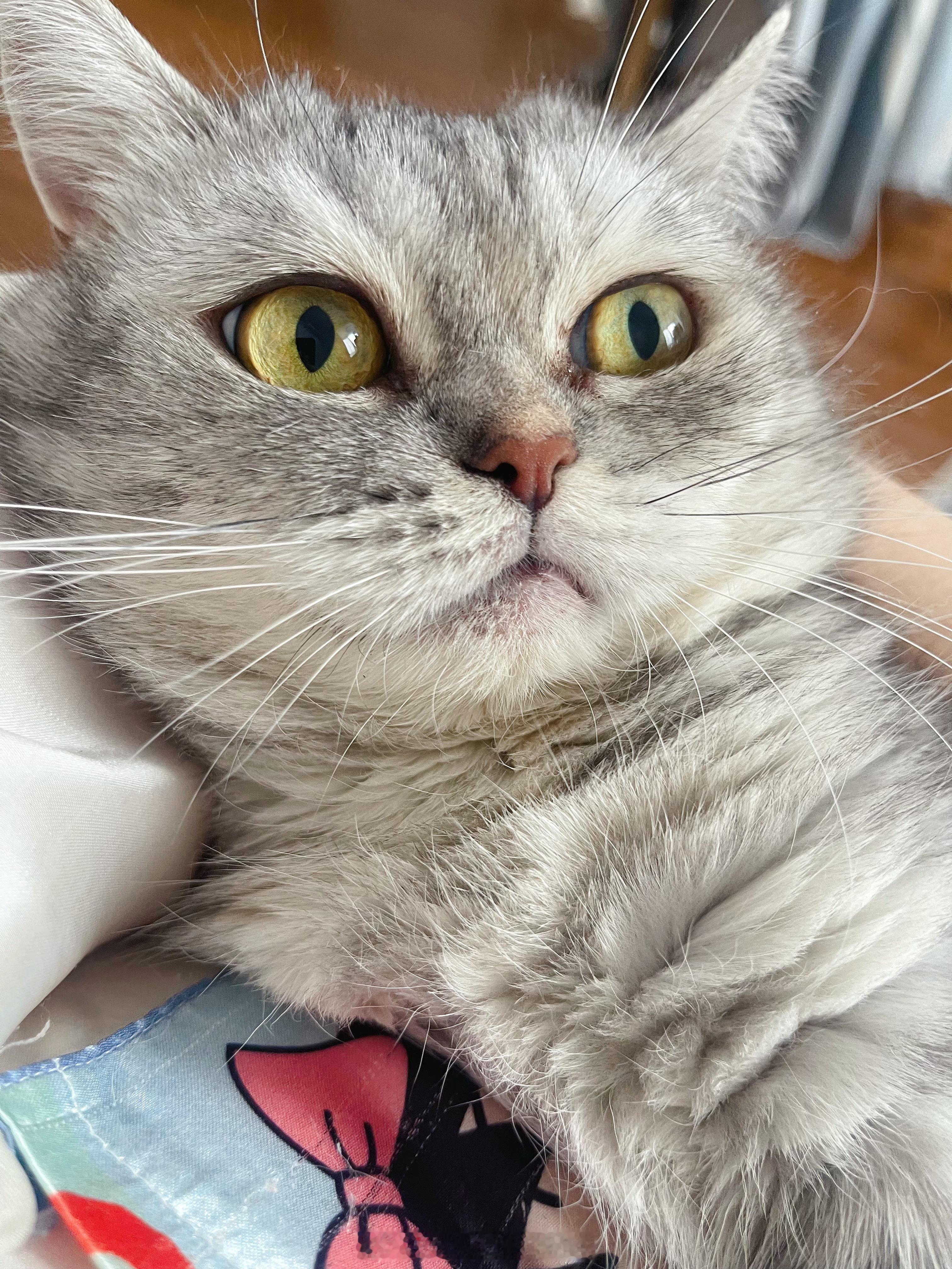 自动补猫器
