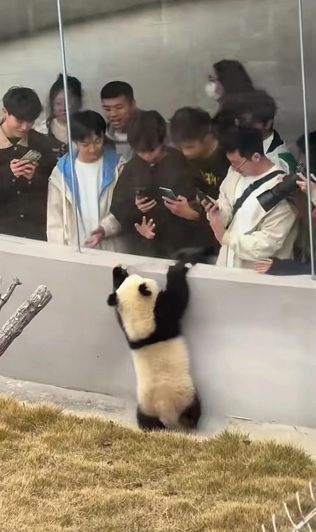 小熊猫太可爱了~​​​