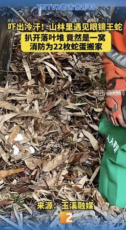 田里发现眼镜王蛇还有22个蛋，云南大哥当场报警！但这蛇到底该不该放？云南玉溪