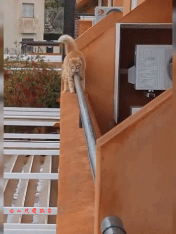 成熟稳重的大橘猫，这操作真的好帅啊！网友：它是怎么做到又圆滚滚又大长腿的啊！