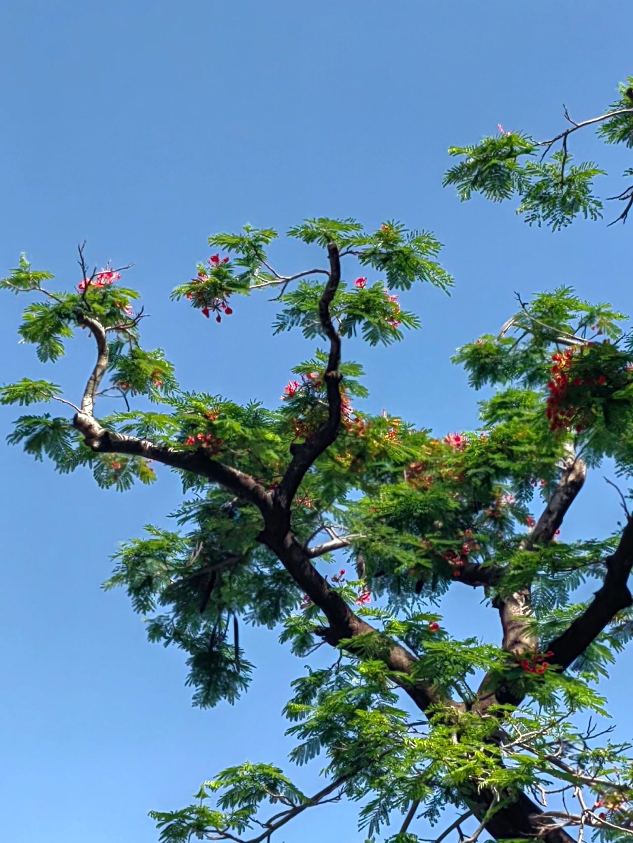 大家好，本期手机摄影作品主题：凤凰木开花了，橙色的花儿，搭配翠绿色的叶子还有深棕