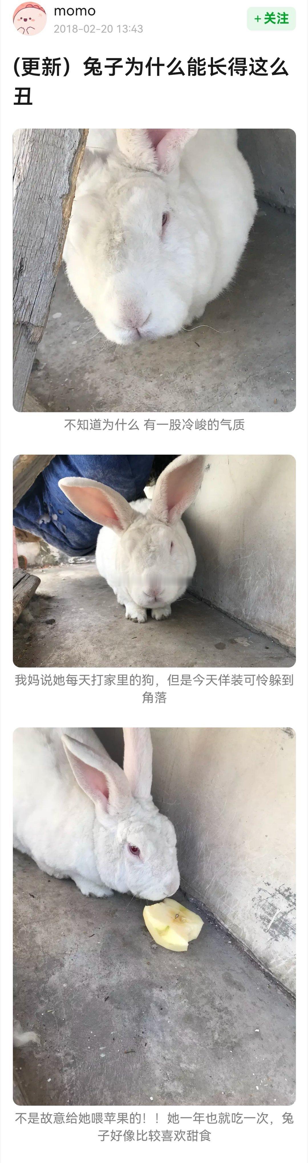 db八组有个帖子发了一个长得像猪一样的兔子，现在这个帖子又被洛阳铲了（点进来的时