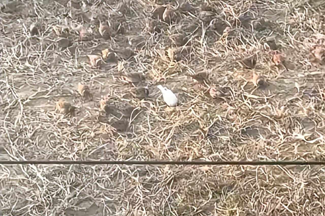 大吉大利，祥瑞之兆啊。2025年12月27日，山东网友“小草睡着了”无意中朝楼