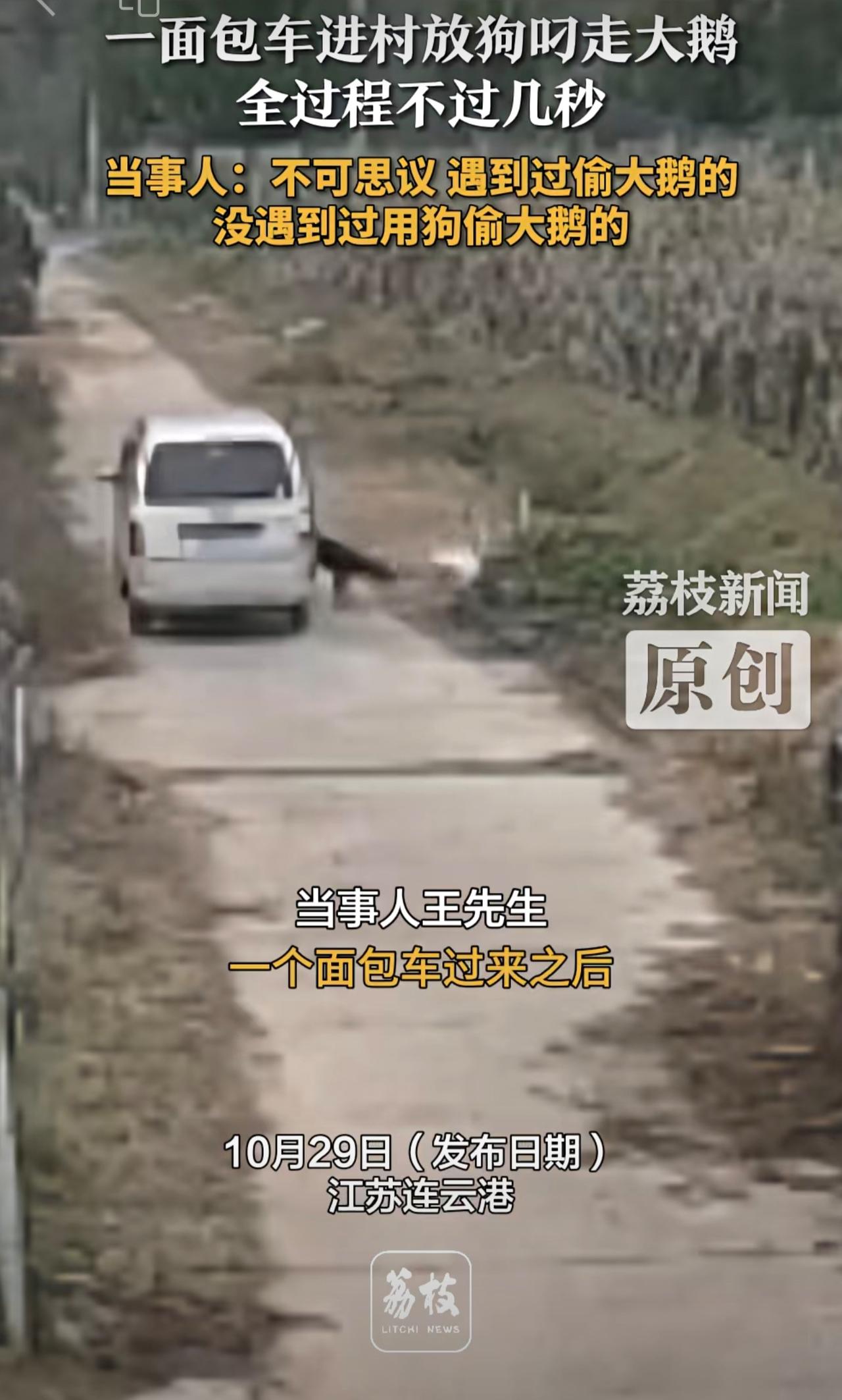 一面包车进村放狗叼走大鹅全过程不过几秒当事人:不可思议遇到过偷大鹅的没遇