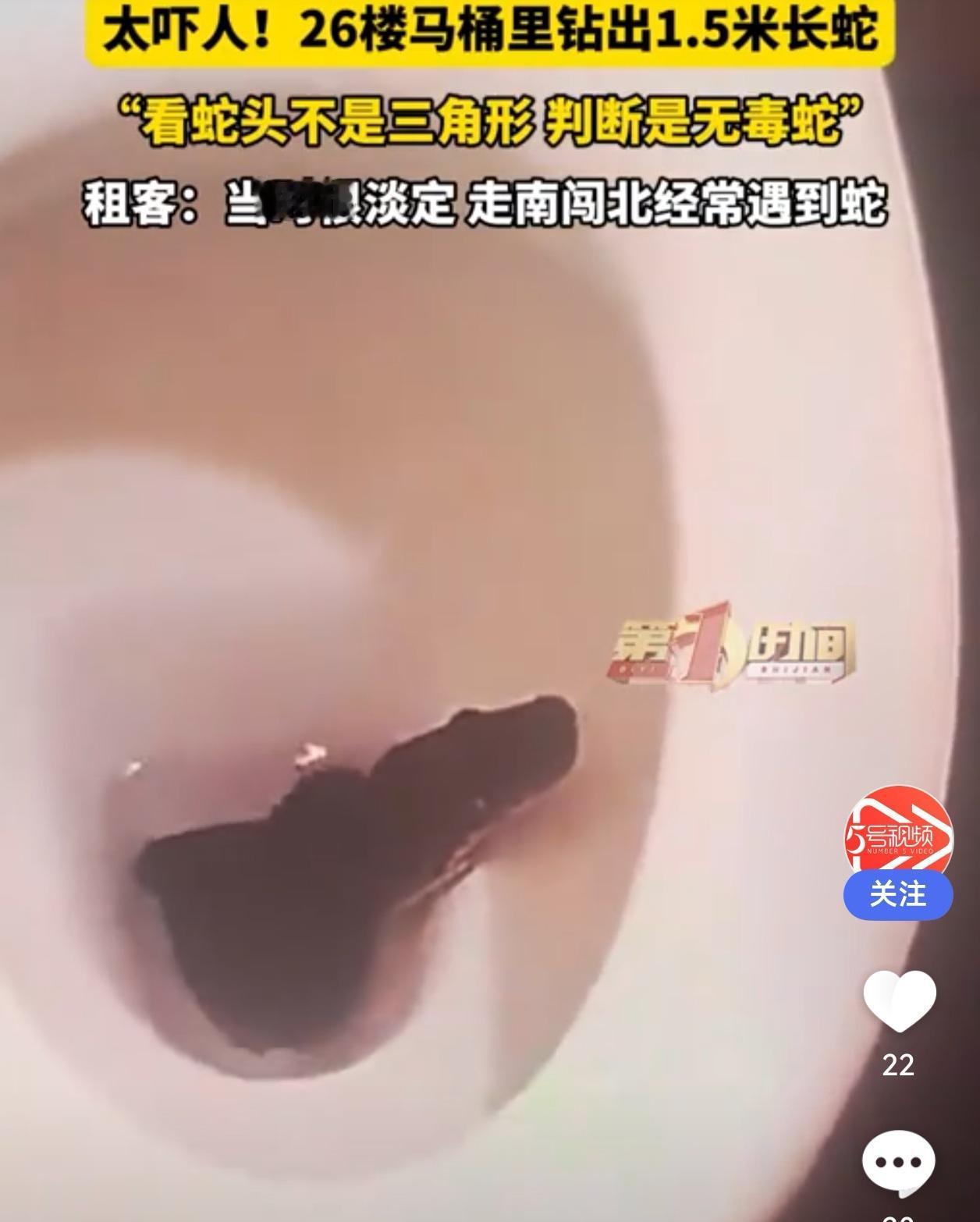 马桶惊现1.5米长蛇！成都26楼租户淡定回应：无毒，跑了就跑了“蹲个马桶都能