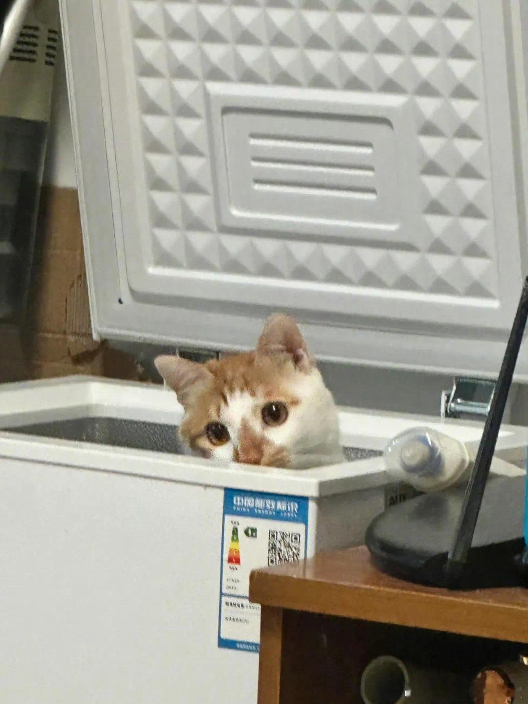 猫猫脆冰冰正在制作中宠物卖萌中心​​​